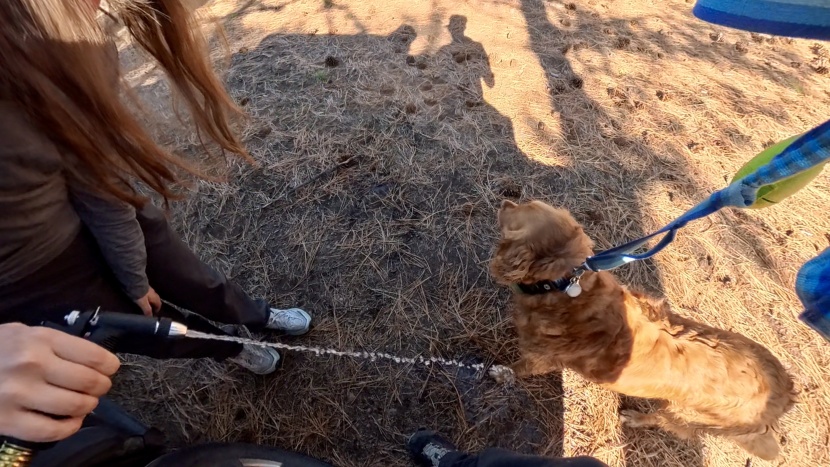 the roadshower can be gentle enough for rinsing off pups.